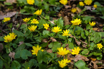 Yellow flowers branch on green grass background. Ranunculus acris, meadow buttercup.