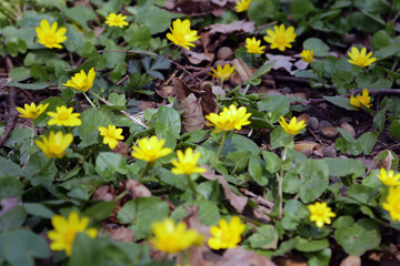 Bright yellow corollas of lesser celandine looks pleasantly in the nice bouquet.