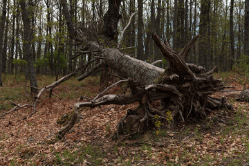 Fallen dead tree in a forest covered in dry leaves with the roots dug up, El Tiemblo chestnut grove, Avila, Spain