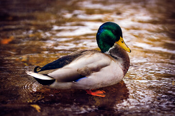 Duck on a stream