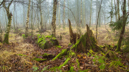 grass in the forest