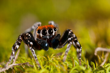 A jumping spider (Cyrba algerina) male, Italy.