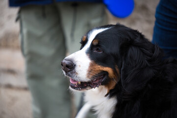 Bernese shepherd service dog sits near its owner lags. Smiling pet profile. Taking dog for a walk. Domestic animals outdoor. Confidence and friendship contest. No muzzle for dog. Pedigree and agility 