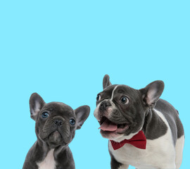 Excited French bulldog wearing bowtie and curious cub looking up
