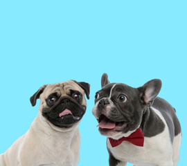 happy pug and french bulldog standing together on blue background