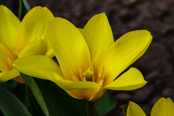 Obraz premium Tulip flower flowering in sunlight on background tulips flowers in tulips garden.