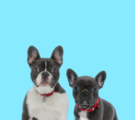 Dutiful French Bulldog and cub wearing collars