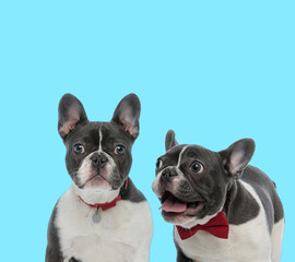 Fototapeta premium Dutiful and excited French Bulldogs