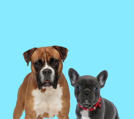 Fototapeta premium Dutiful Boxer looking forward and French bulldog cub wearing collar