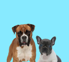 Fototapeta premium Dutiful Boxer and French Bulldog cub looking forward