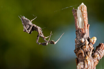 Feather-legged lace weaver (Uloborus plumipes), Italy.