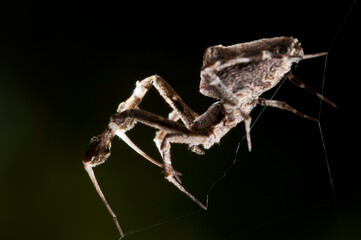 Feather-legged lace weaver (Uloborus plumipes), Italy.