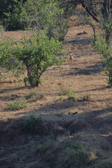 Afrikanischer Löwe / African lion / Panthera Leo..