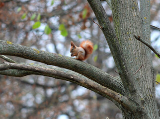 squirrel