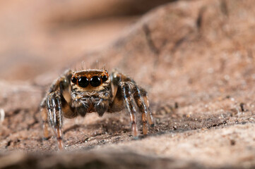 Jumping spider (Evarcha jucunda) male, Italy.