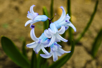 Background pink hyacinth flowering in spring field. Close-up of purple hyacinth flower meadow.