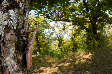 European common mantis (Mantis religiosa) in its habitat, Tuscany, Italy.