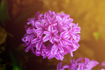 Fototapeta premium pink hyacinth flower close-up, beautiful flower, nature