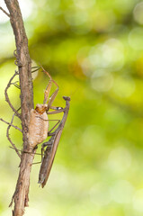 European common mantis (Mantis religiosa) female with its ootheca, Tuscany, Italy.