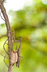 European common mantis (Mantis religiosa) female with its ootheca, Tuscany, Italy.