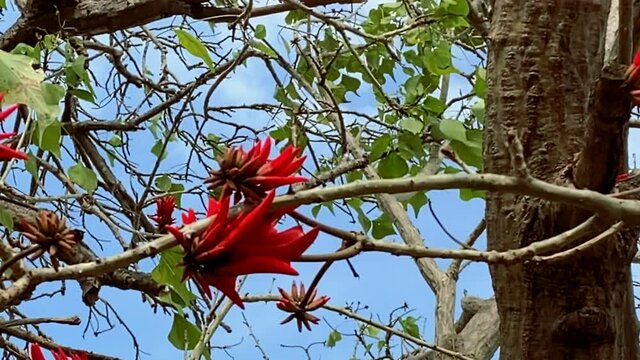 Indian coral tree, Tiger claw, Variegated Coral Tree ( Erythrina variegata L.) with bright red flowers. 4K