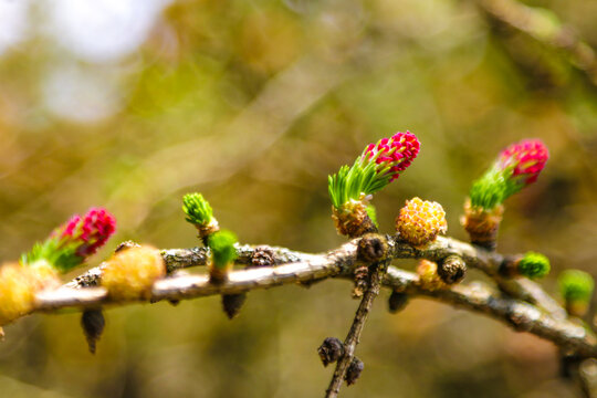 Ovulate cones and pollen cones of larch tree in spring.