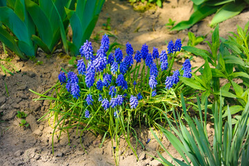 Grape hyacinth set against other purple hyacinths.
