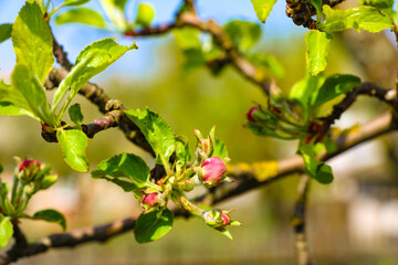 Pink flowers and heart in spring garden. Spring blooming cherry flowers branch on blurred natural abstract background.