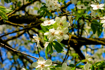 Pink flowers and heart in spring garden. Spring blooming cherry flowers branch on blurred natural abstract background.
