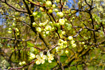 Pink flowers and heart in spring garden. Spring blooming cherry flowers branch on blurred natural abstract background.
