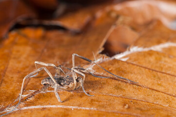 Opiliones