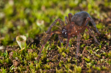 Amaurobiidae spider