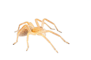 Green huntsman spider (Micrommata virescens) on white background, Italy.