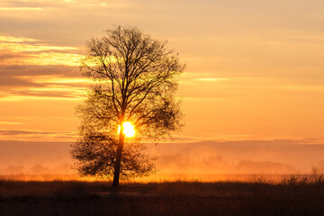 Fototapeta na wymiar Sonne, Baum und Nebel