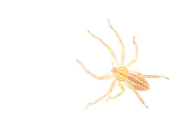 Green huntsman spider (Micrommata virescens) on white background, Italy.