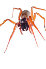 A Dysderidae spider on white background.