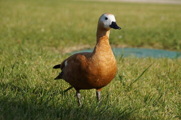 fat brown duck on the green grass on the farm