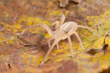 Green huntsman spider (Micrommata virescens).
