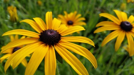 yellow flower in sun