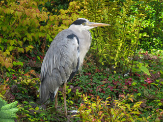 great blue heron