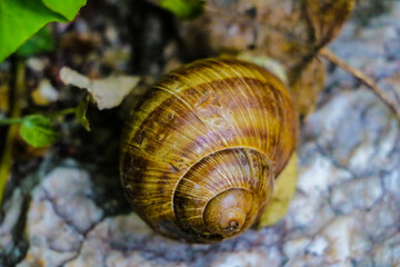 Common brown garden snail on stone. Pest for gardening.
