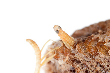 Birth of european common mantis (Mantis religiosa) juveniles from the ootheca, Tuscany, Italy.