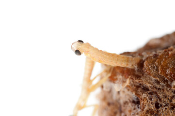 Birth of european common mantis (Mantis religiosa) juveniles from the ootheca, Tuscany, Italy.