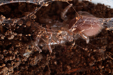 Purse web spider (Atypus affinis) inside its web.
