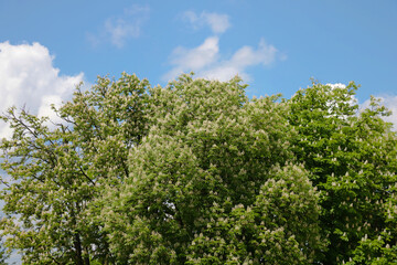 Blooming tree against the blue sky with clouds, nature background.
