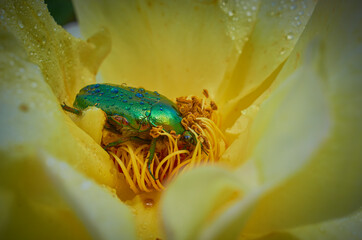 Scarabeo verde