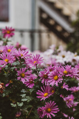 Obraz premium Chrysanthemum flowers after rain in a flower bed near the house. Autumn chrysanthemums after rain. Gardening.