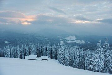 Obraz premium Wonderful winter in the Ukrainian Carpathian Mountains with snow-covered houses and spruce around