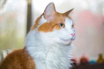 Orange and white cat side view