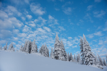 Wonderful winter in the Ukrainian Carpathian Mountains with snow-covered houses and spruce around